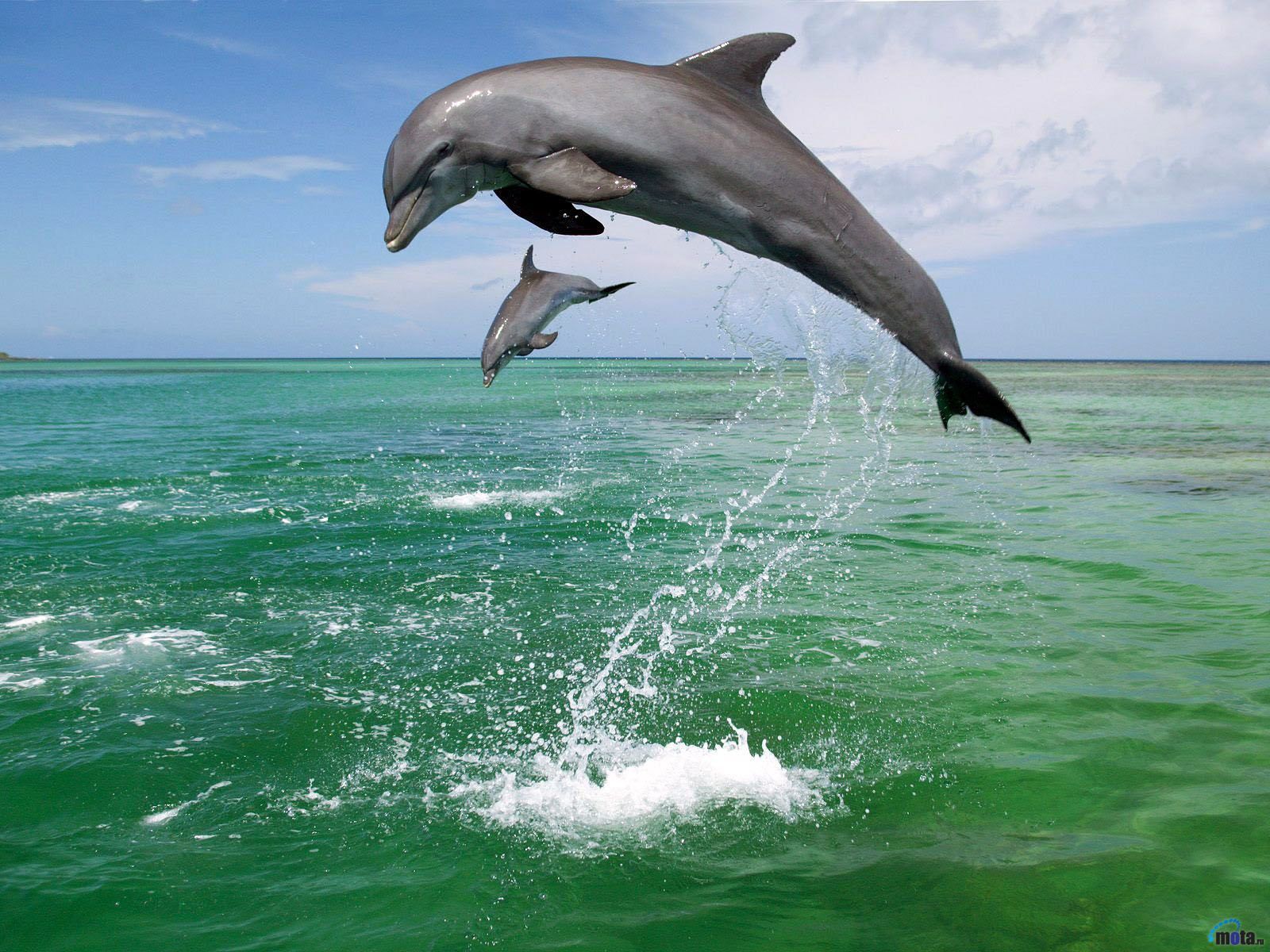 Cute Baby Dolphins Wallpapers