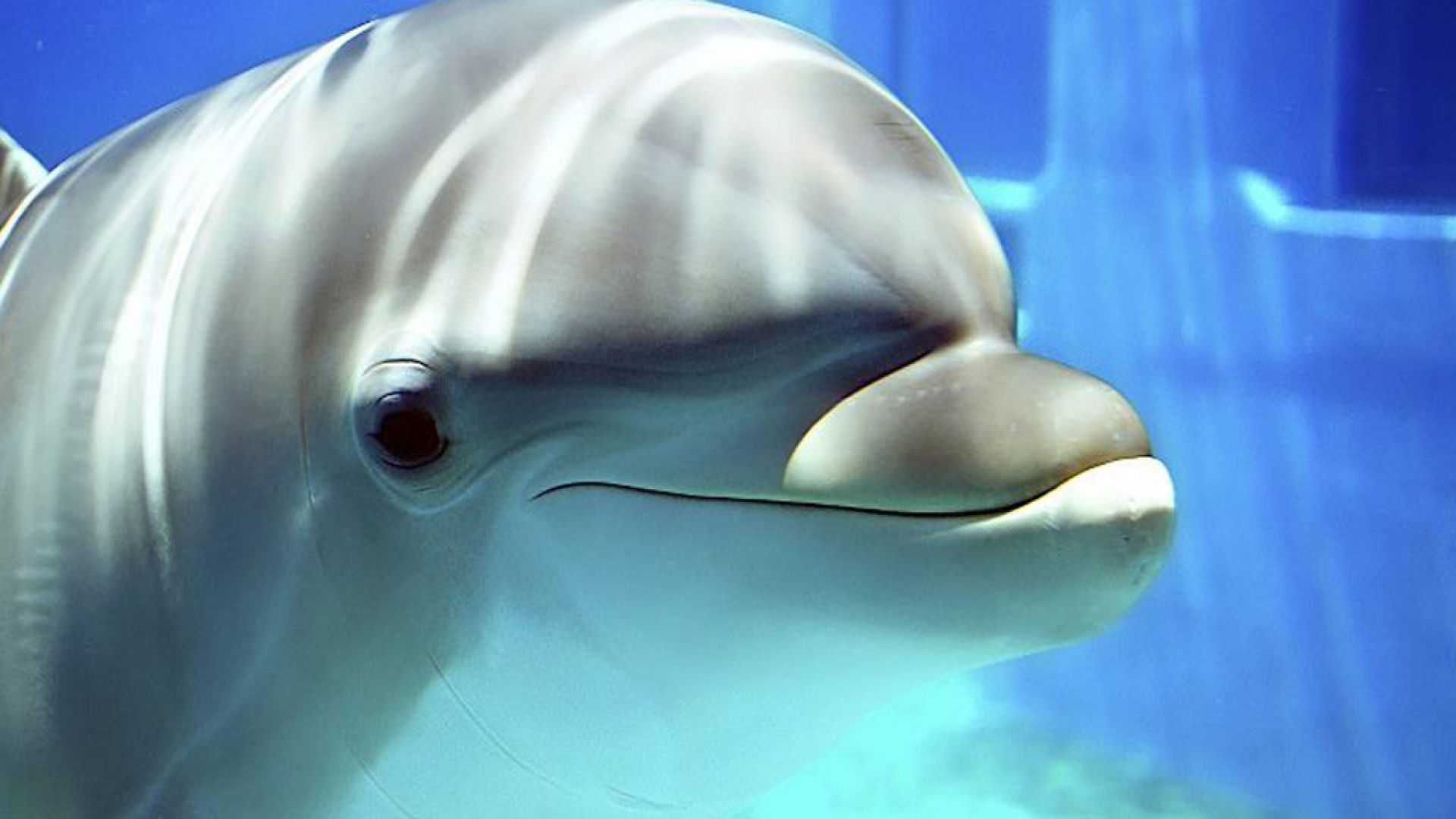 Cute Baby Dolphins Wallpapers