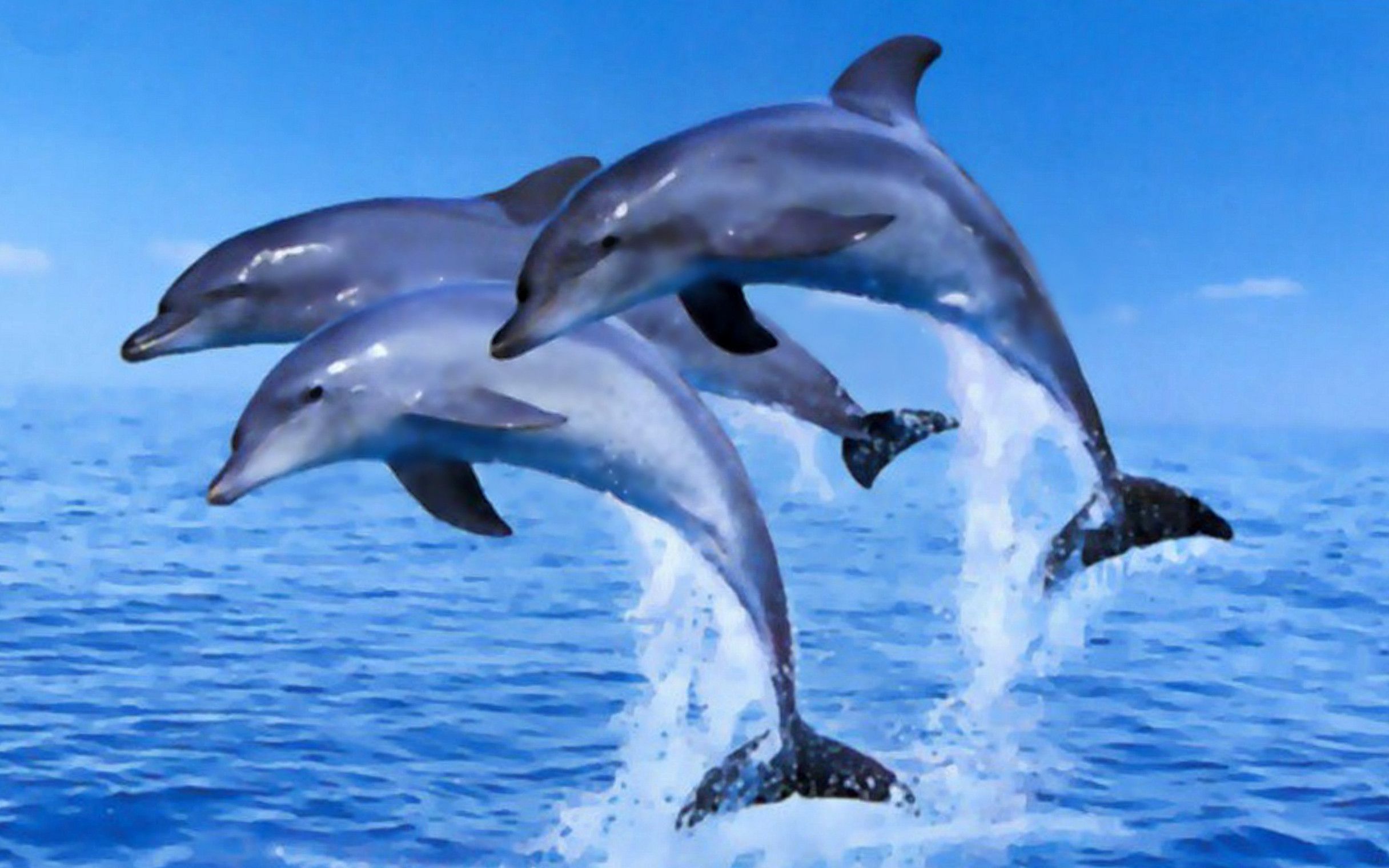 Cute Baby Dolphins Wallpapers