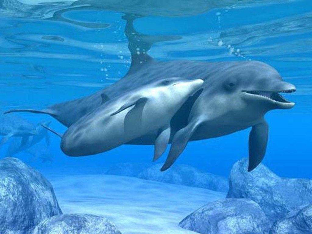 Cute Baby Dolphins Wallpapers