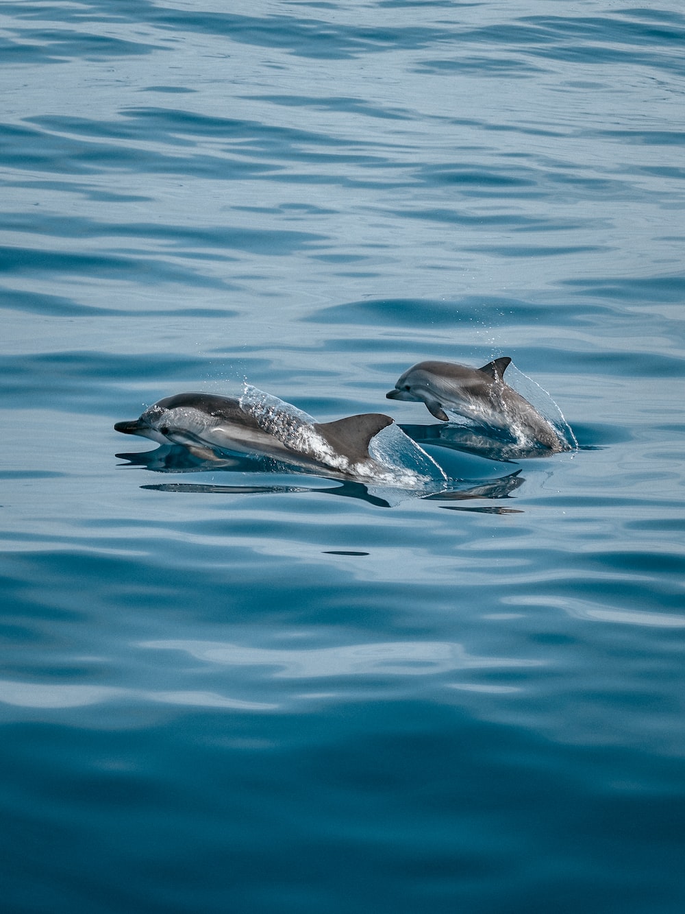 Cute Baby Dolphins Wallpapers