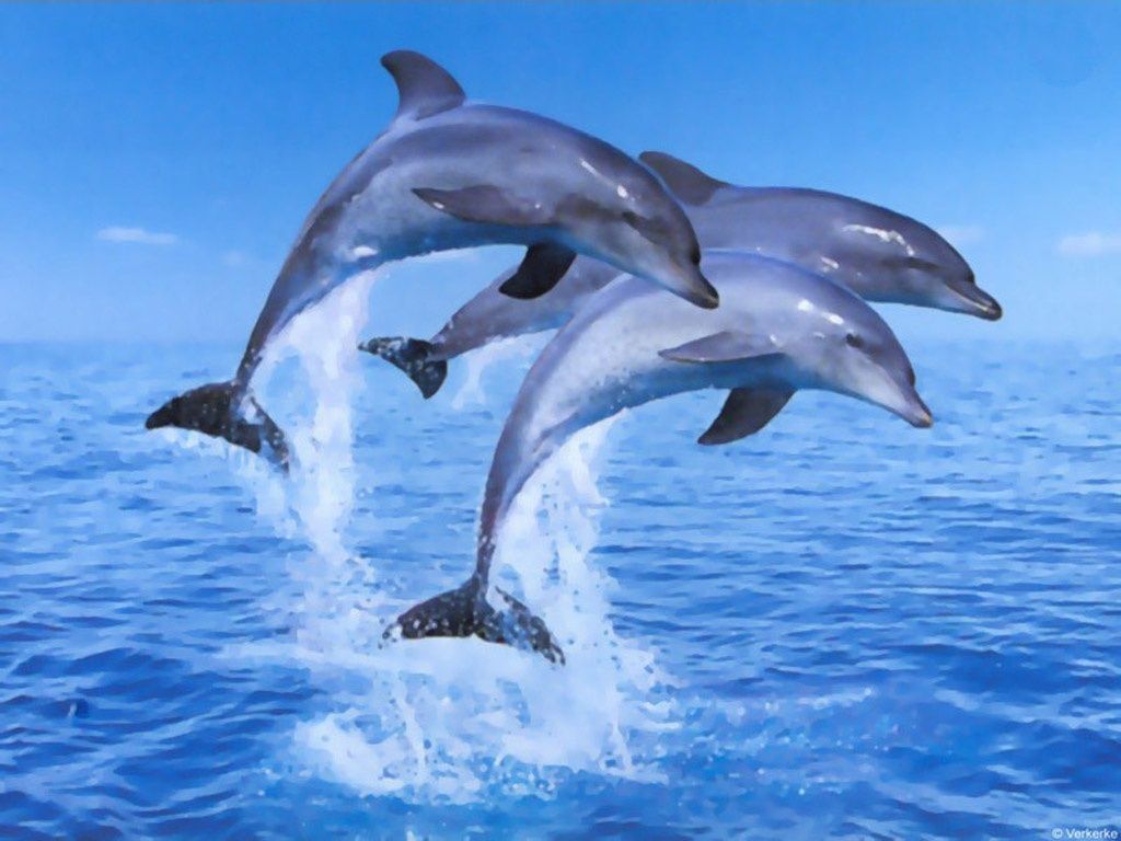 Cute Baby Dolphins Wallpapers