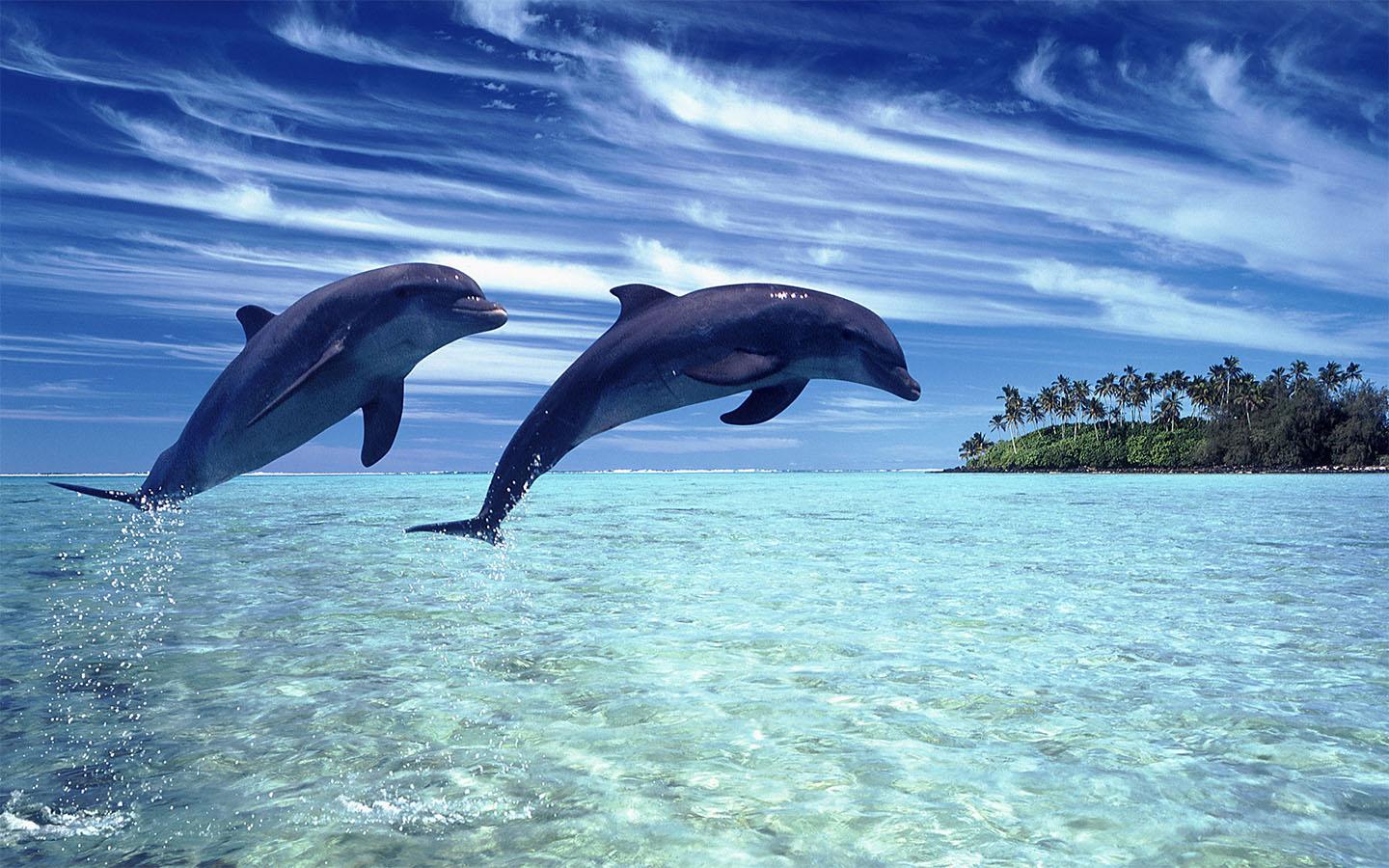 Cute Baby Dolphins Wallpapers