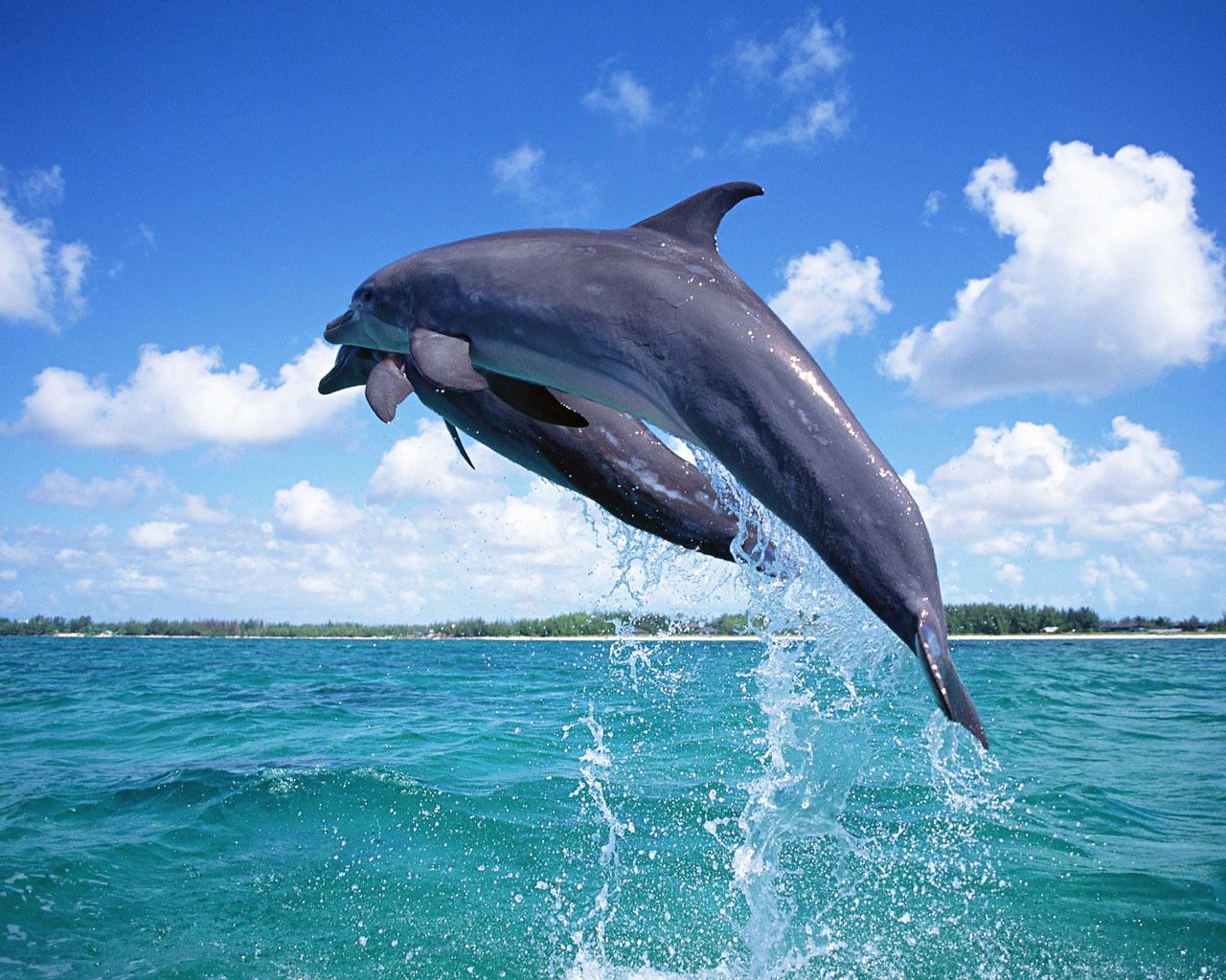 Cute Baby Dolphins Wallpapers