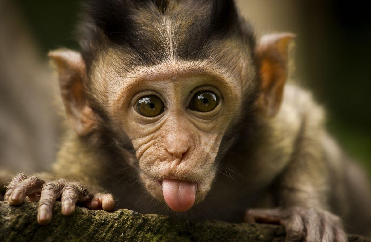 Cute Baby Monkey Wallpapers