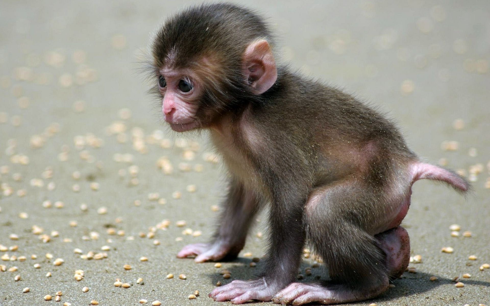 Cute Baby Monkey Wallpapers