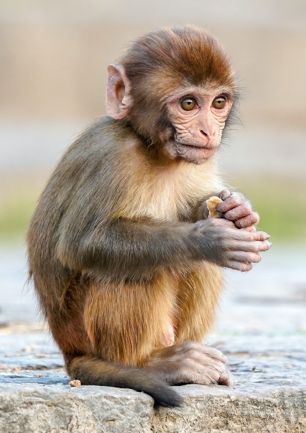 Cute Baby Monkey Wallpapers