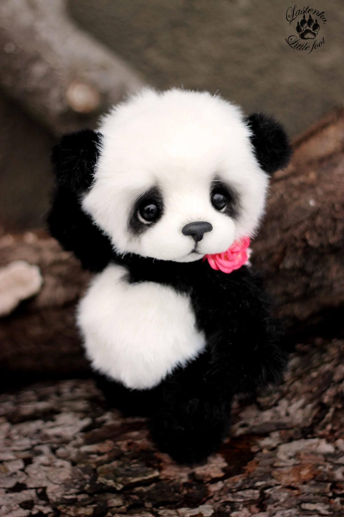 Cute Baby Panda  Wallpapers