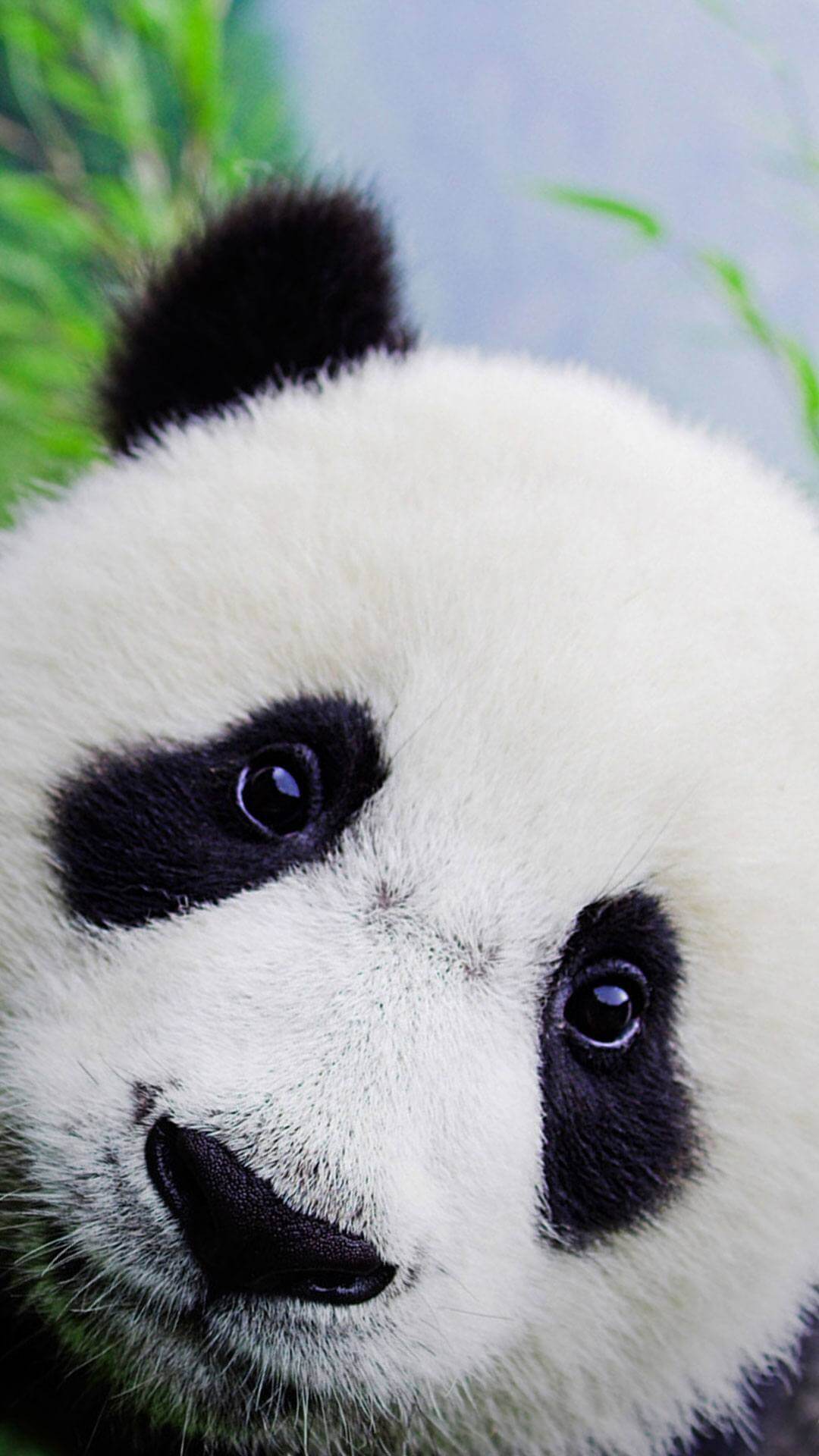 Cute Baby Panda  Wallpapers