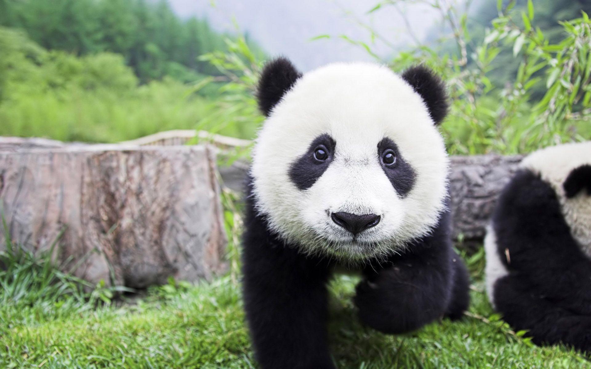 Cute Baby PandaWallpapers