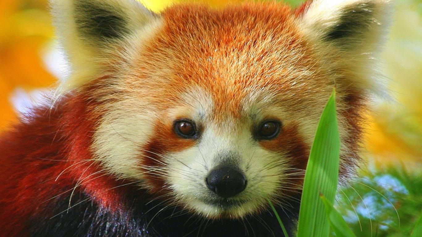 Cute Baby PandaWallpapers