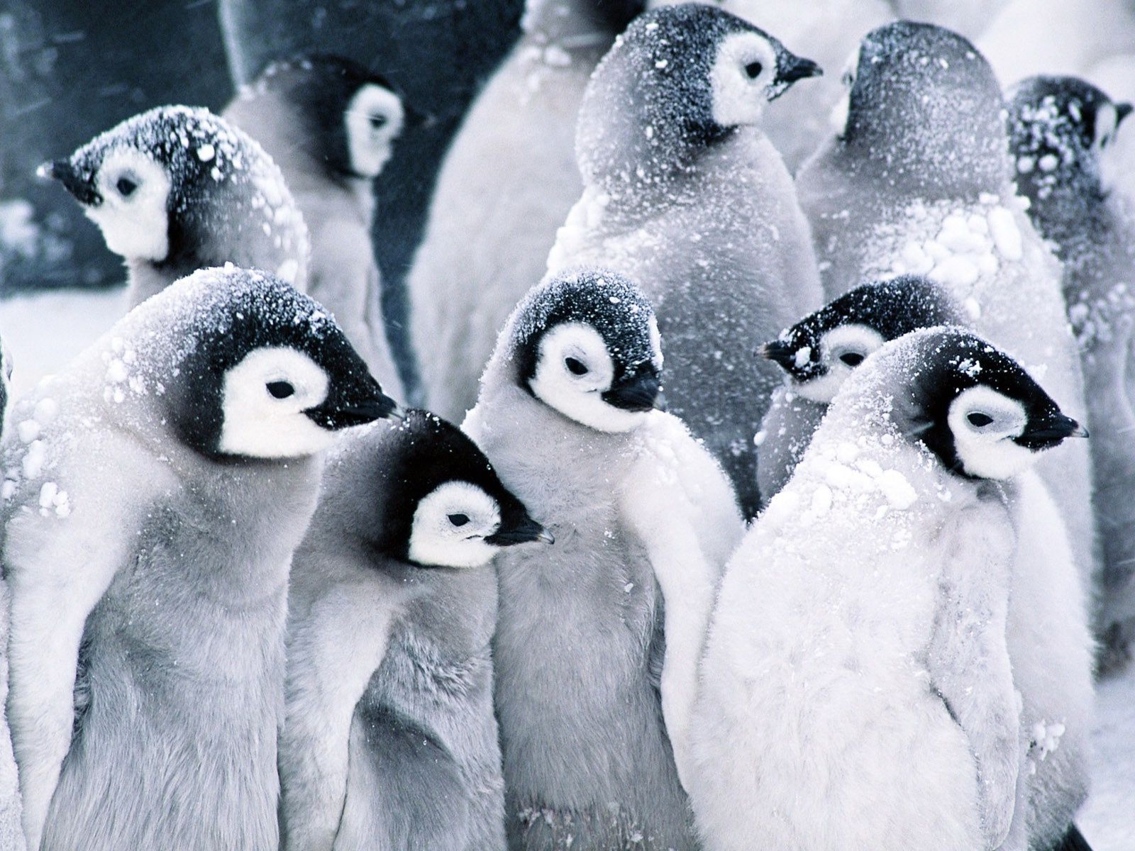 Cute Baby Penguin Wallpapers