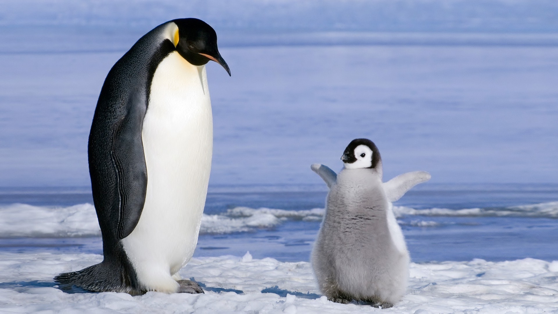 Cute Baby Penguin Wallpapers