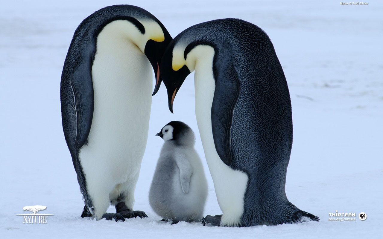 Cute Baby Penguin Wallpapers