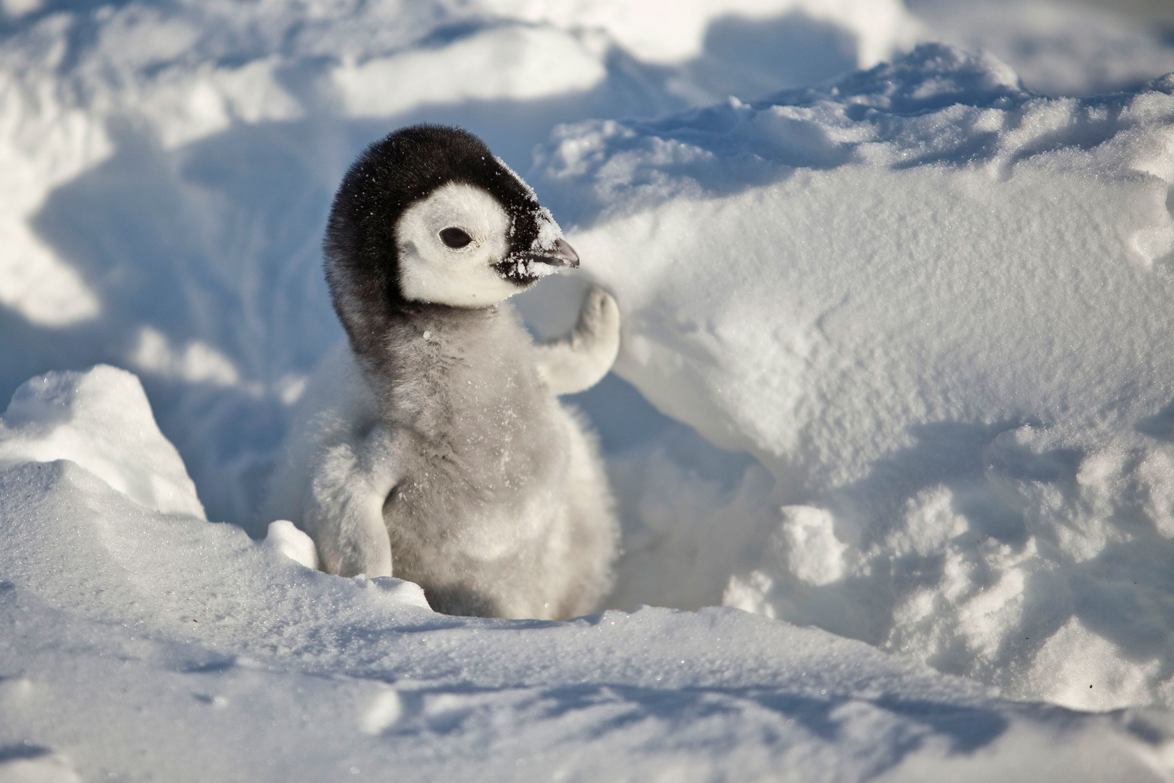 Cute Baby Penguin Wallpapers