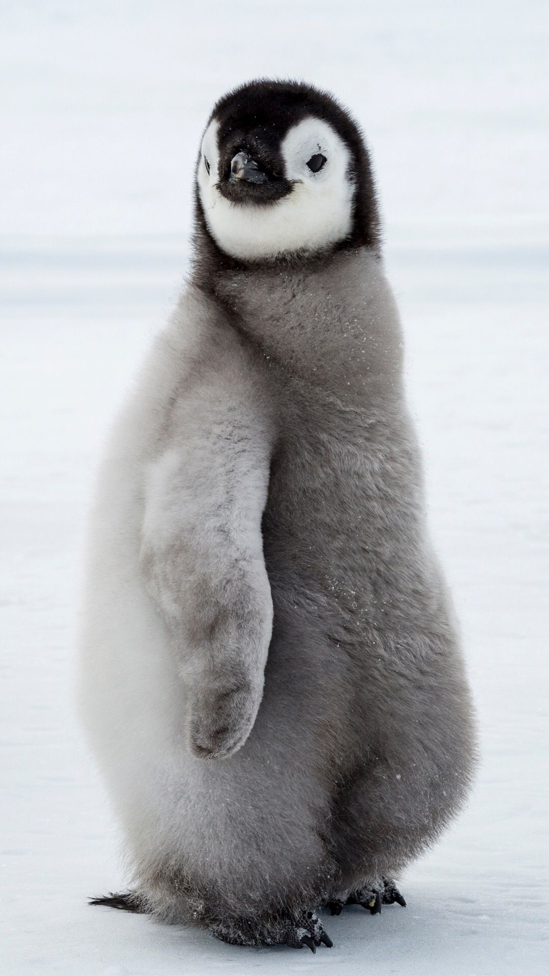 Cute Baby Penguin Wallpapers