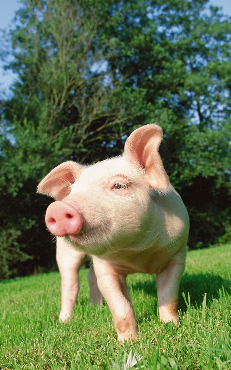 Cute Baby Pigs Wallpapers