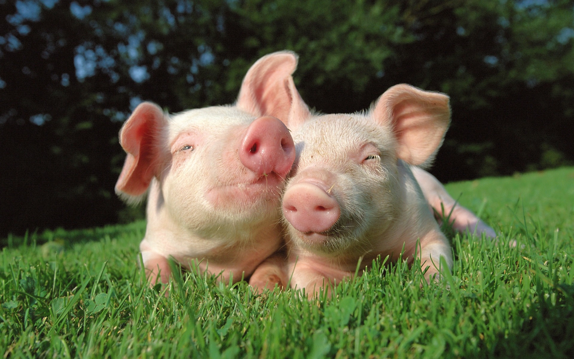 Cute Baby Pigs Wallpapers