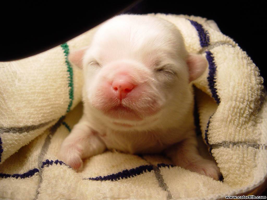 Cute Baby Pigs Wallpapers