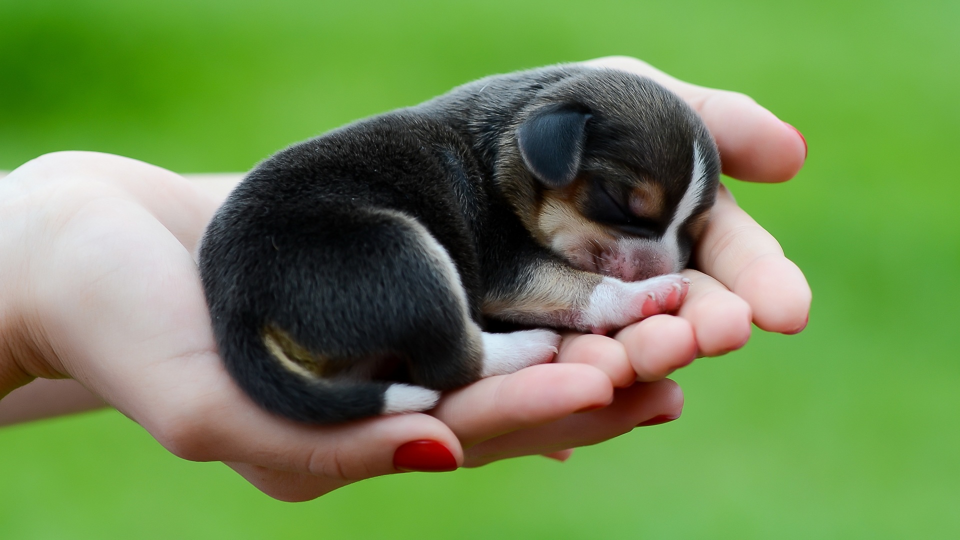 Cute Baby Puppies Wallpapers