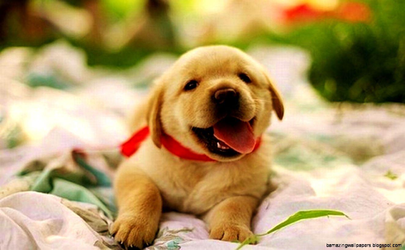 Cute Baby Puppies Wallpapers