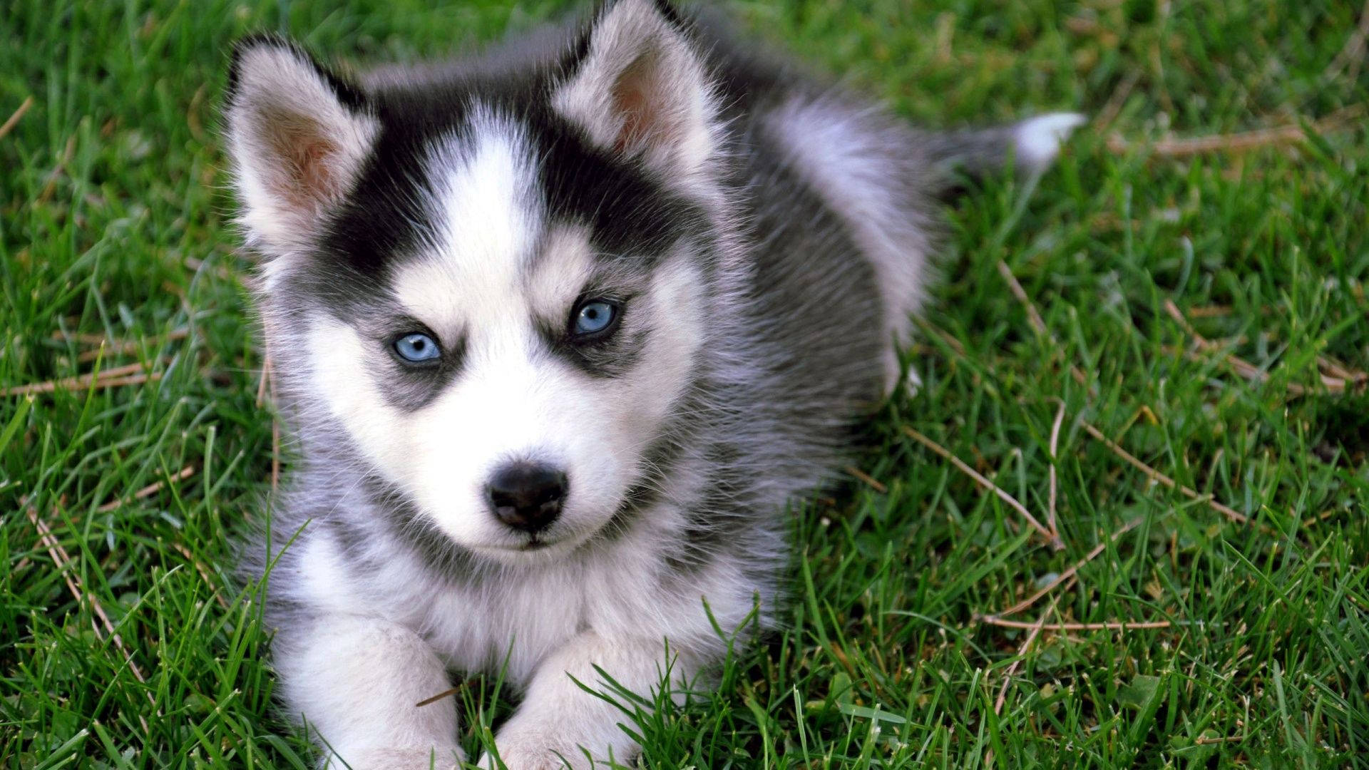 Cute Baby Puppies Wallpapers