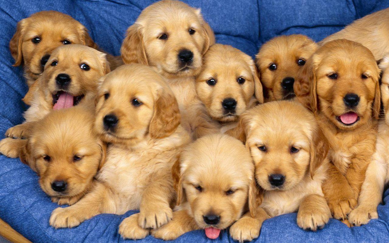 Cute Baby Puppies Wallpapers