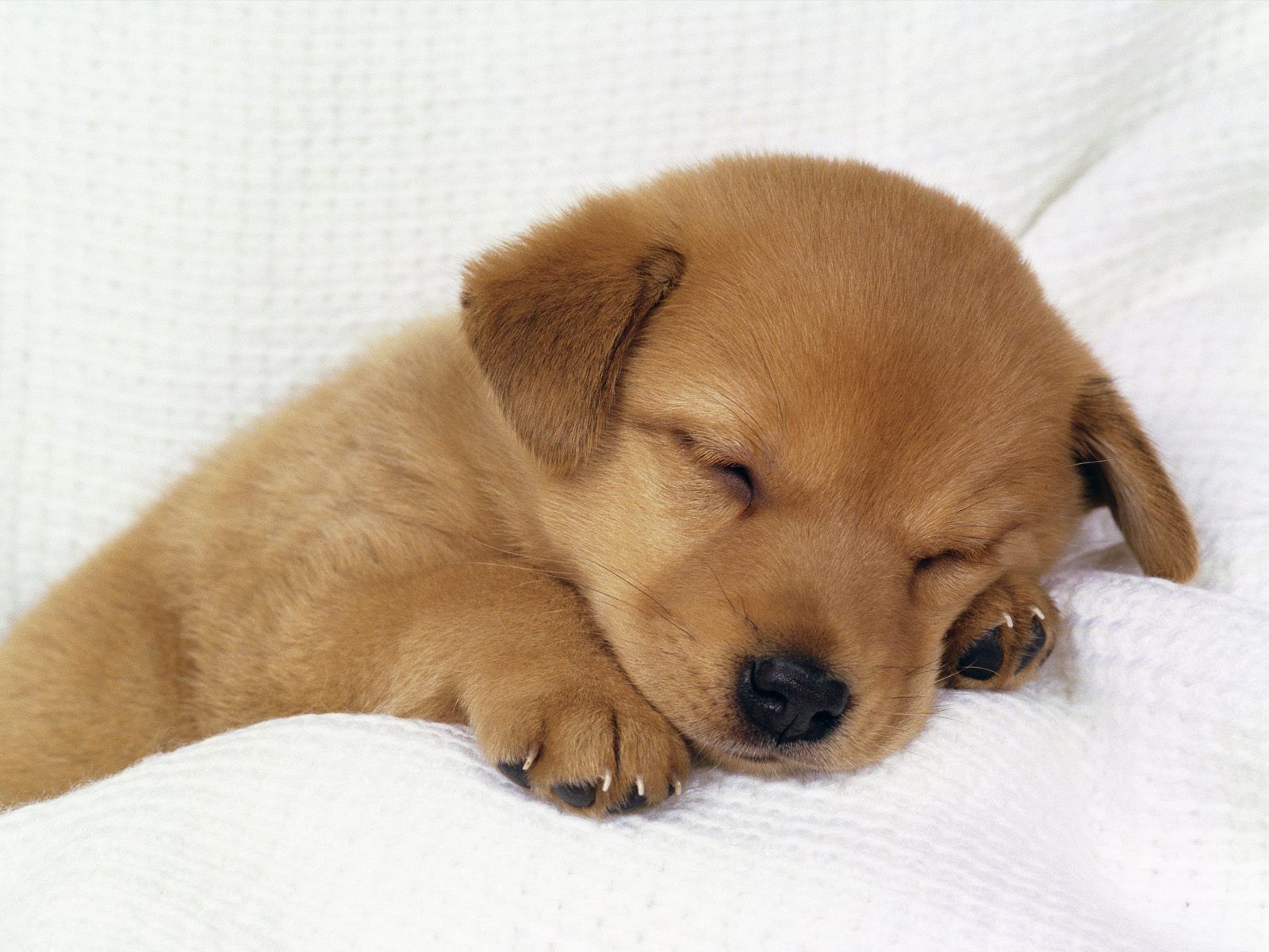 Cute Baby Puppies Wallpapers