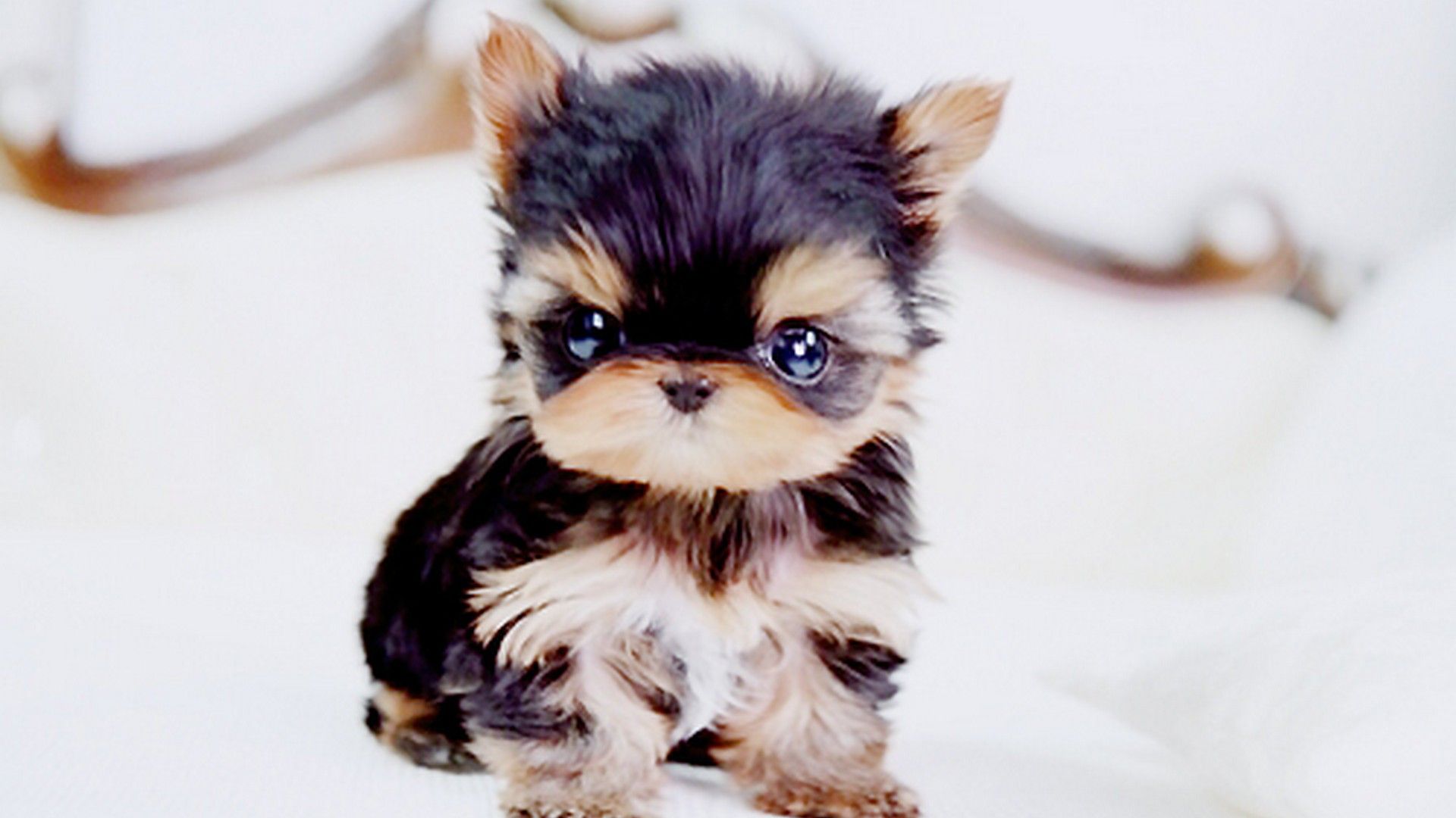 Cute Baby Puppies Wallpapers