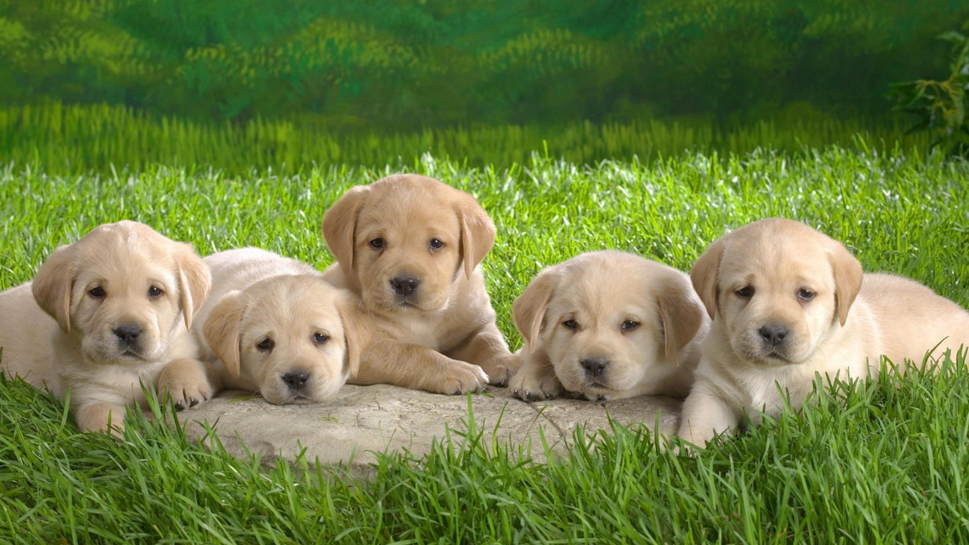 Cute Baby Puppies Wallpapers