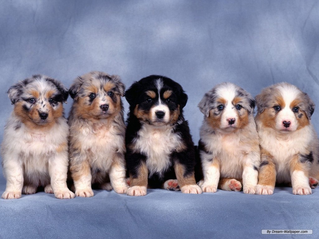 Cute Baby Puppies Wallpapers