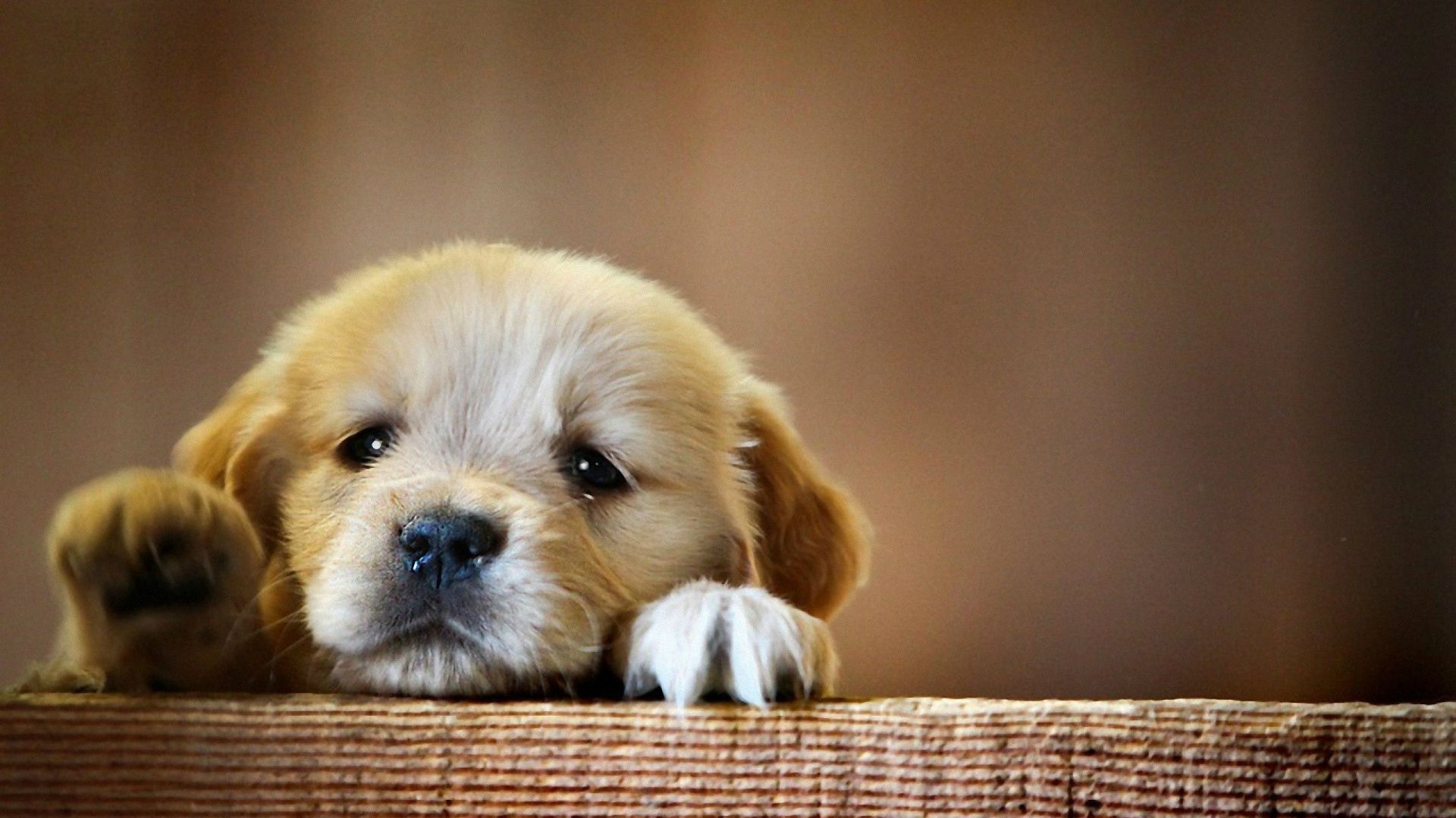 Cute Baby Puppies Wallpapers