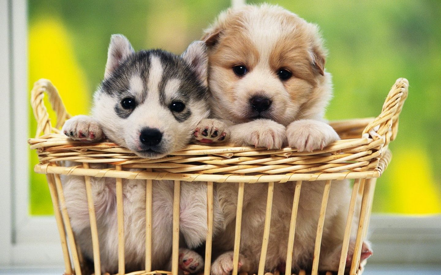 Cute Baby Puppies Wallpapers