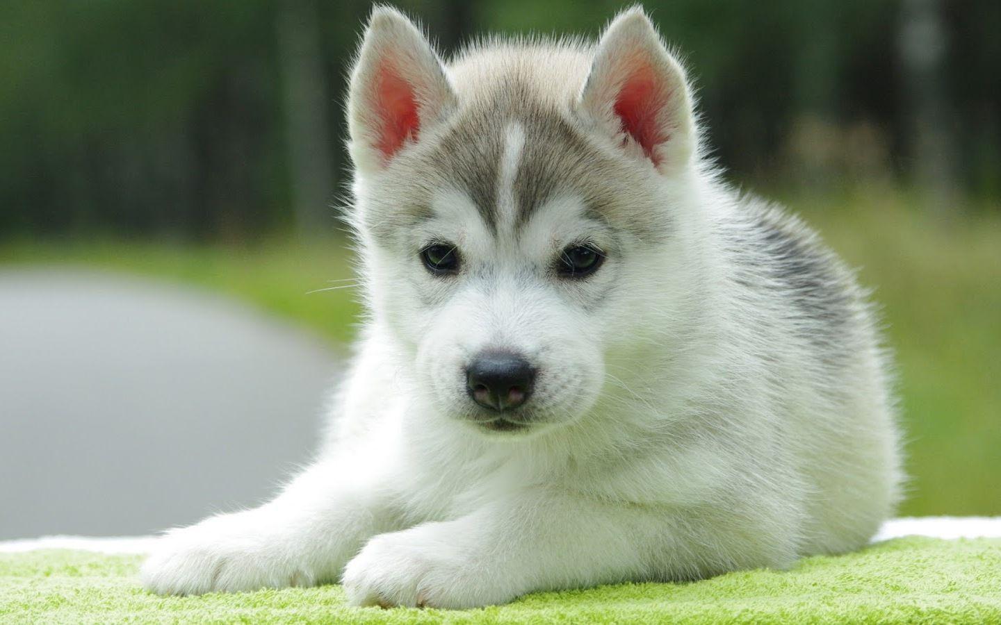 Cute Baby Puppies Wallpapers