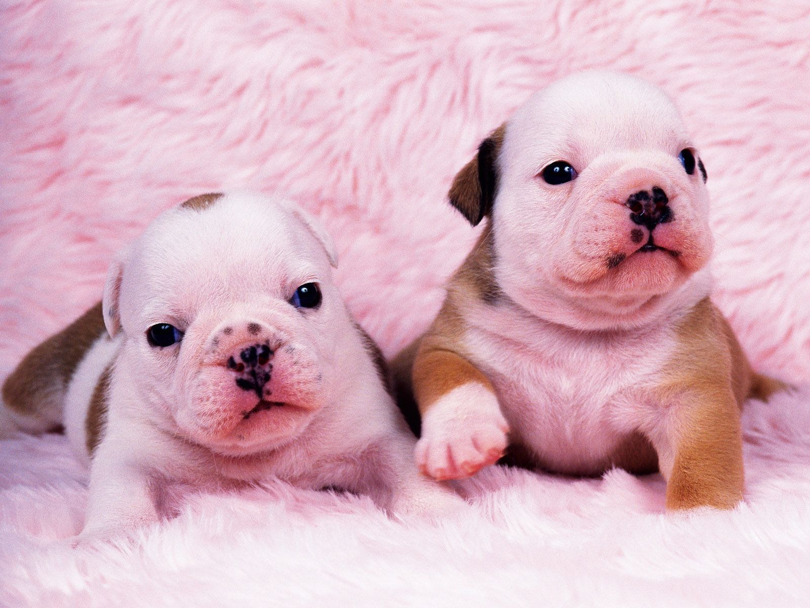 Cute Baby Puppies Wallpapers