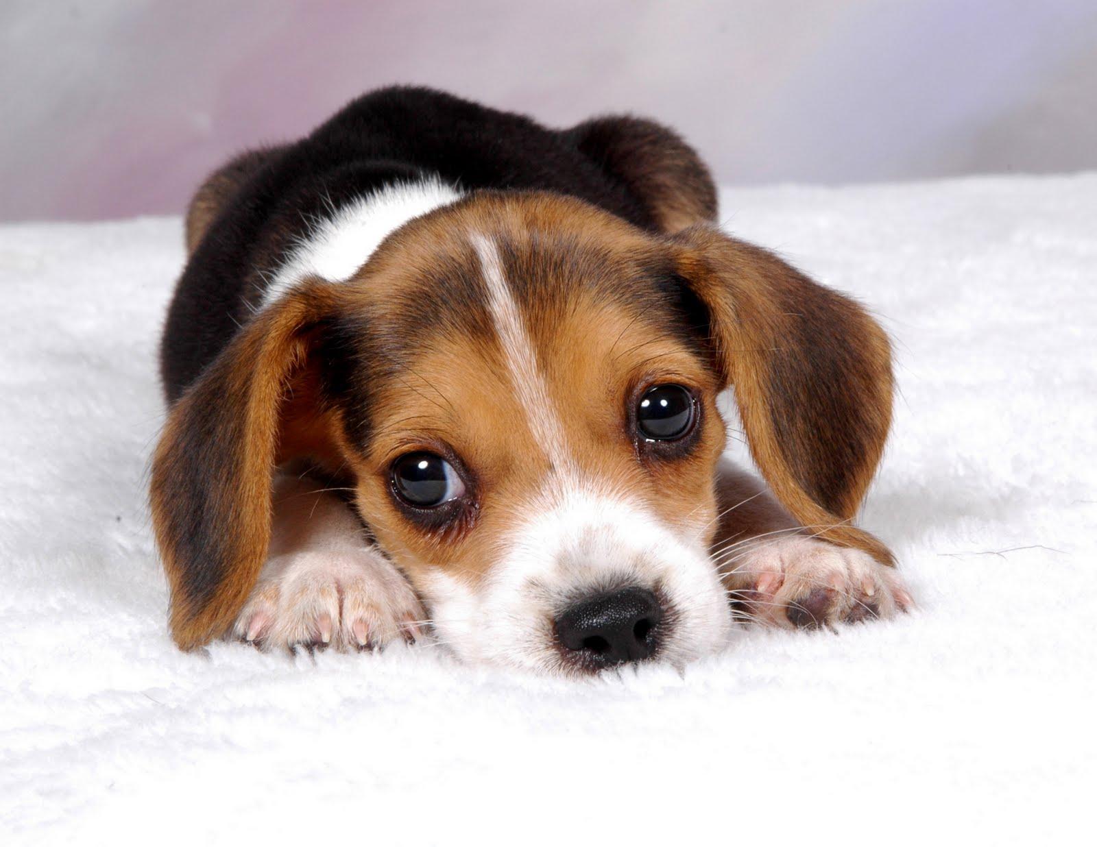 Cute Baby Puppies Wallpapers