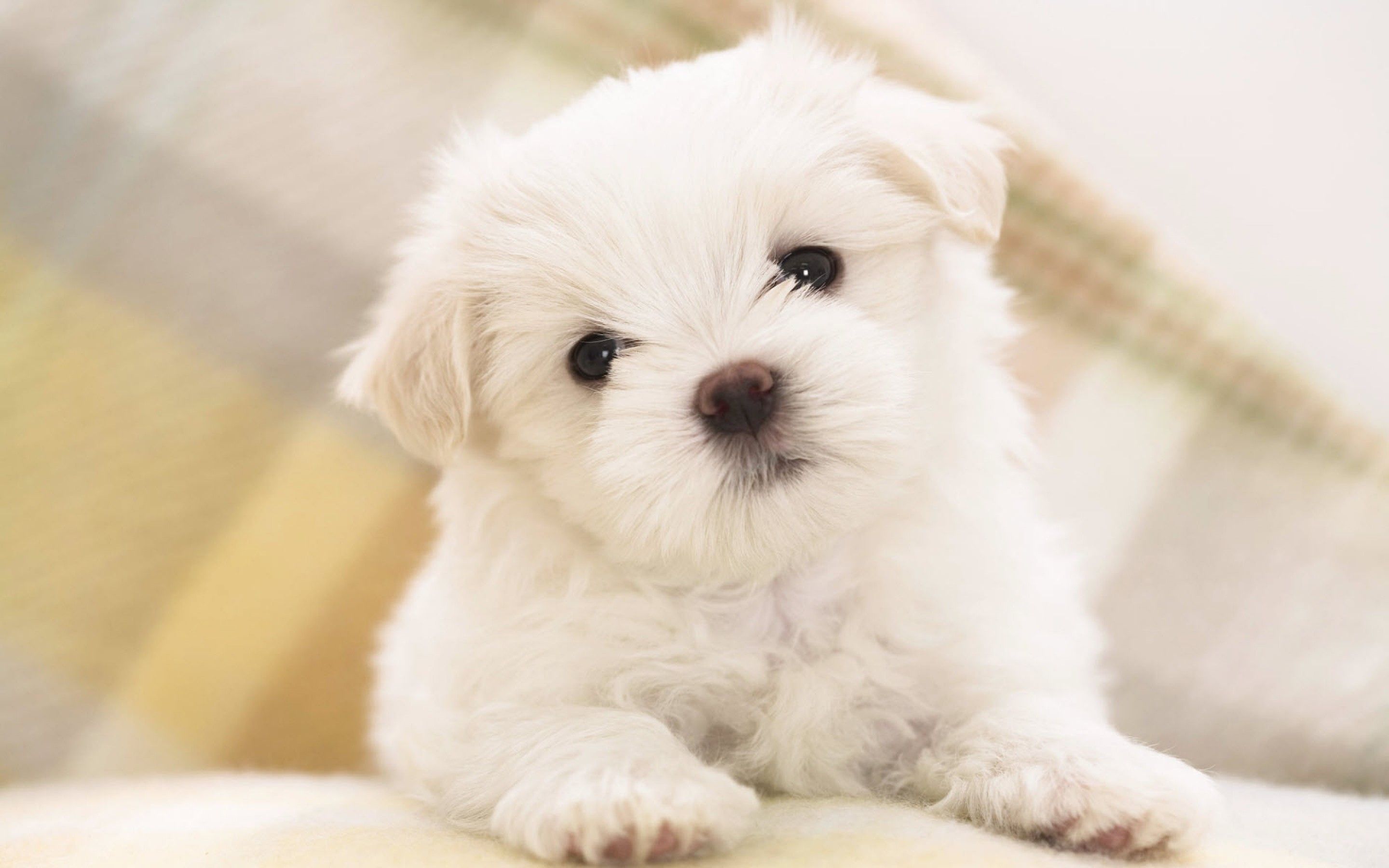 Cute Baby Puppies Wallpapers