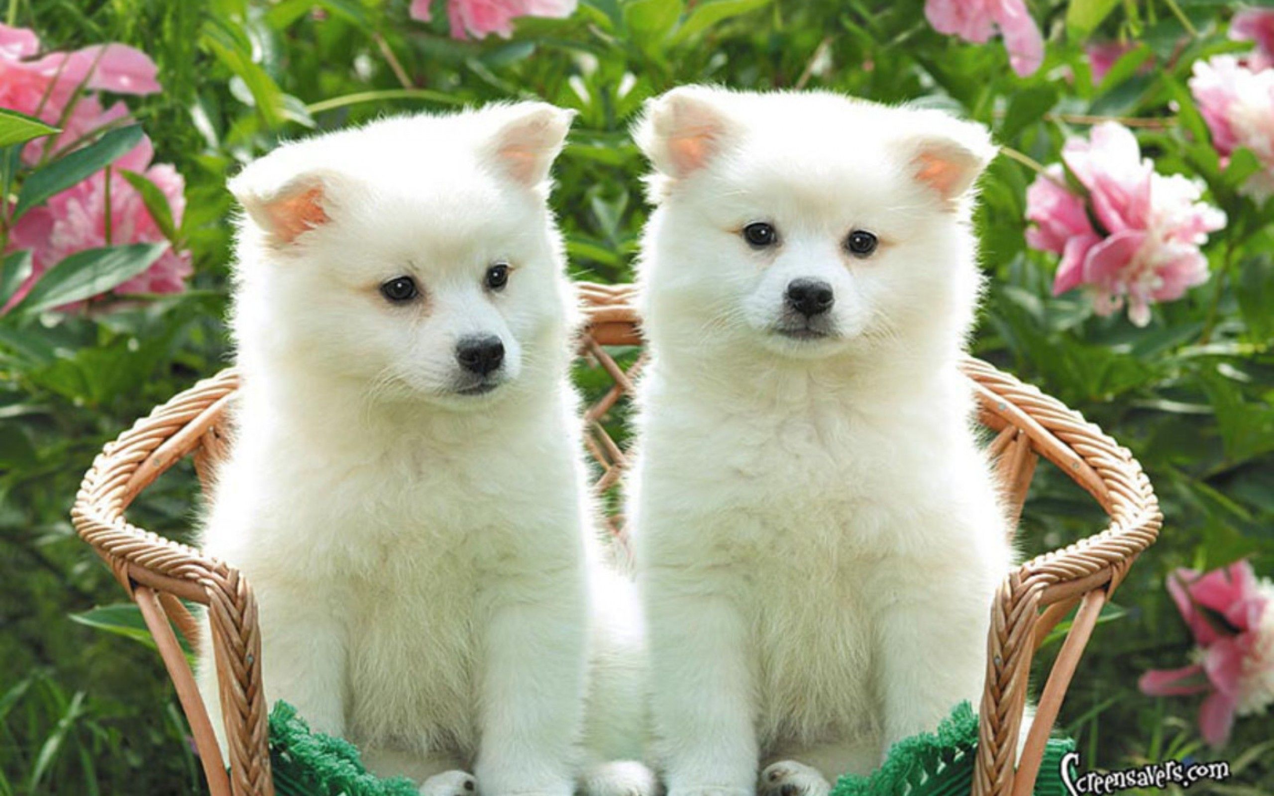 Cute Baby Puppies Wallpapers