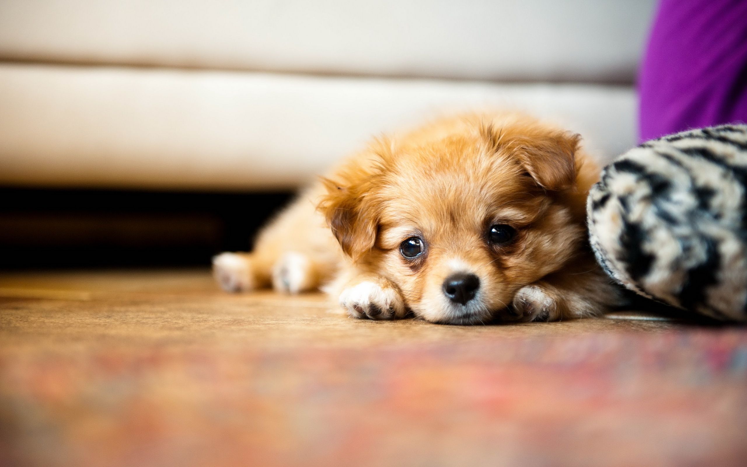 Cute Baby Puppies Wallpapers