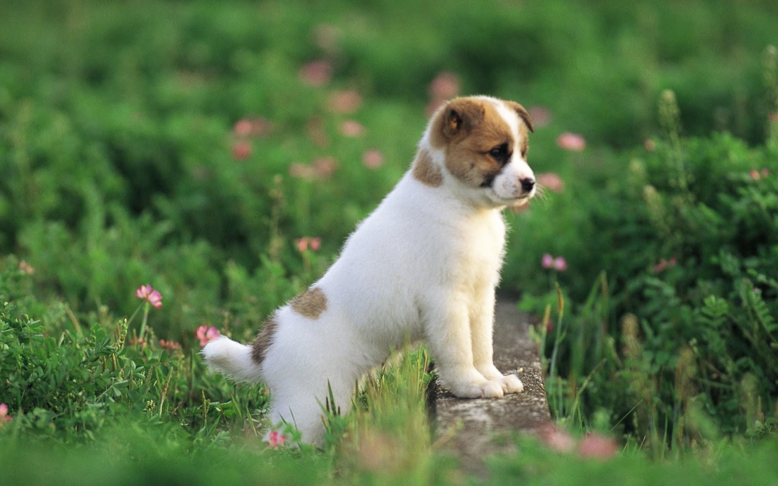 Cute Baby Puppies Wallpapers