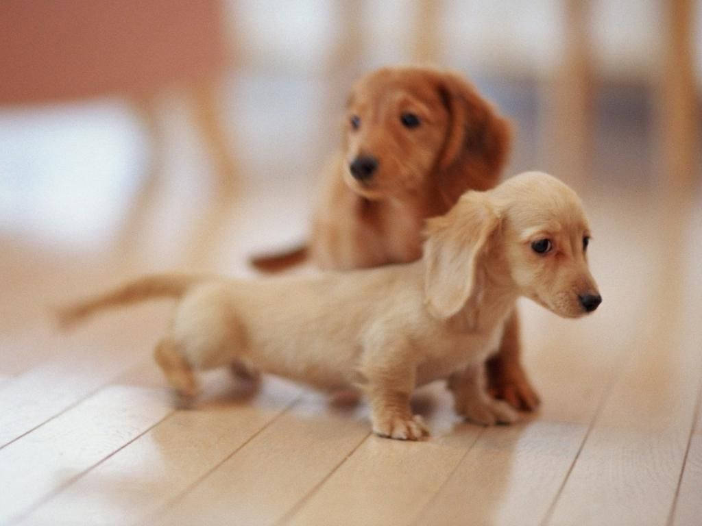 Cute Baby Puppies Wallpapers