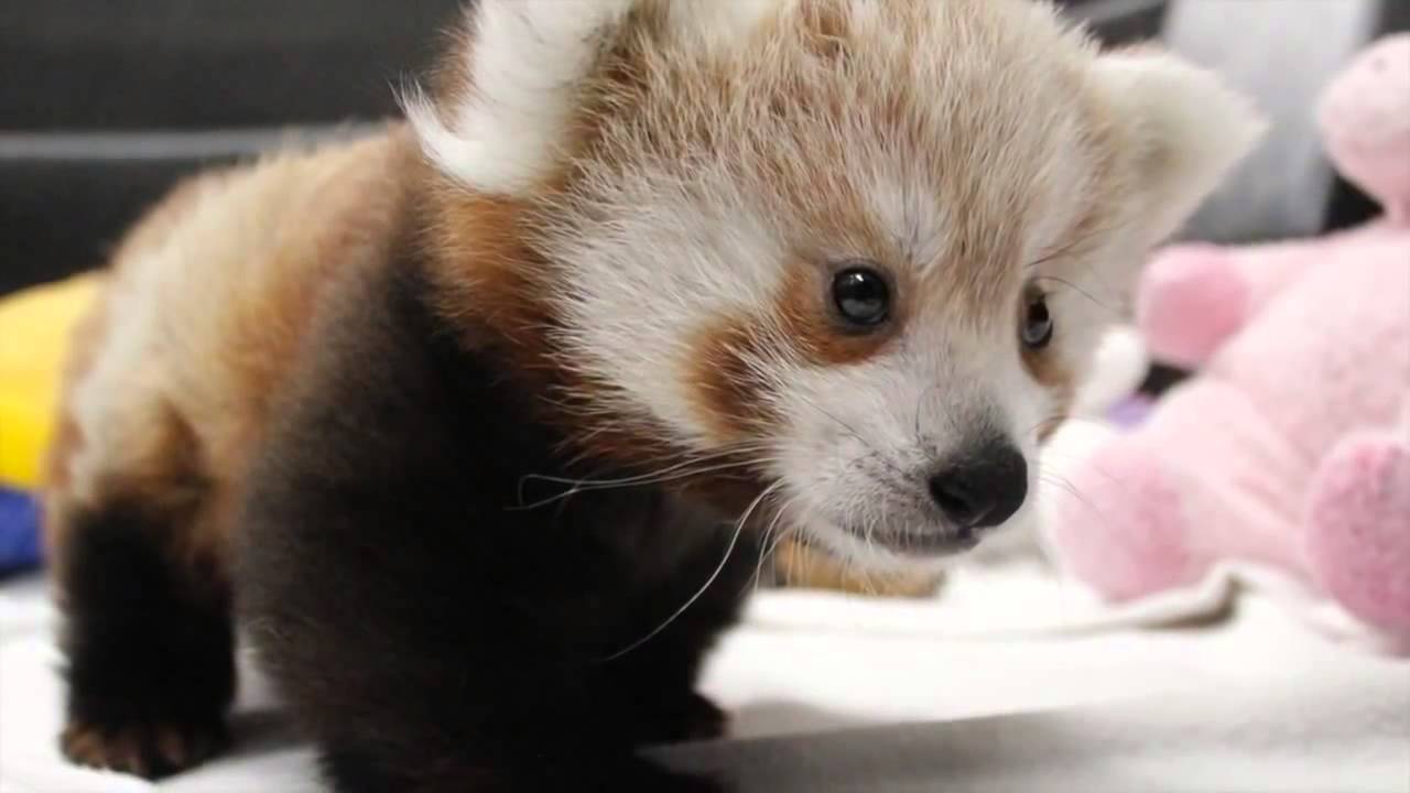 Cute Baby Red Pandas Wallpapers