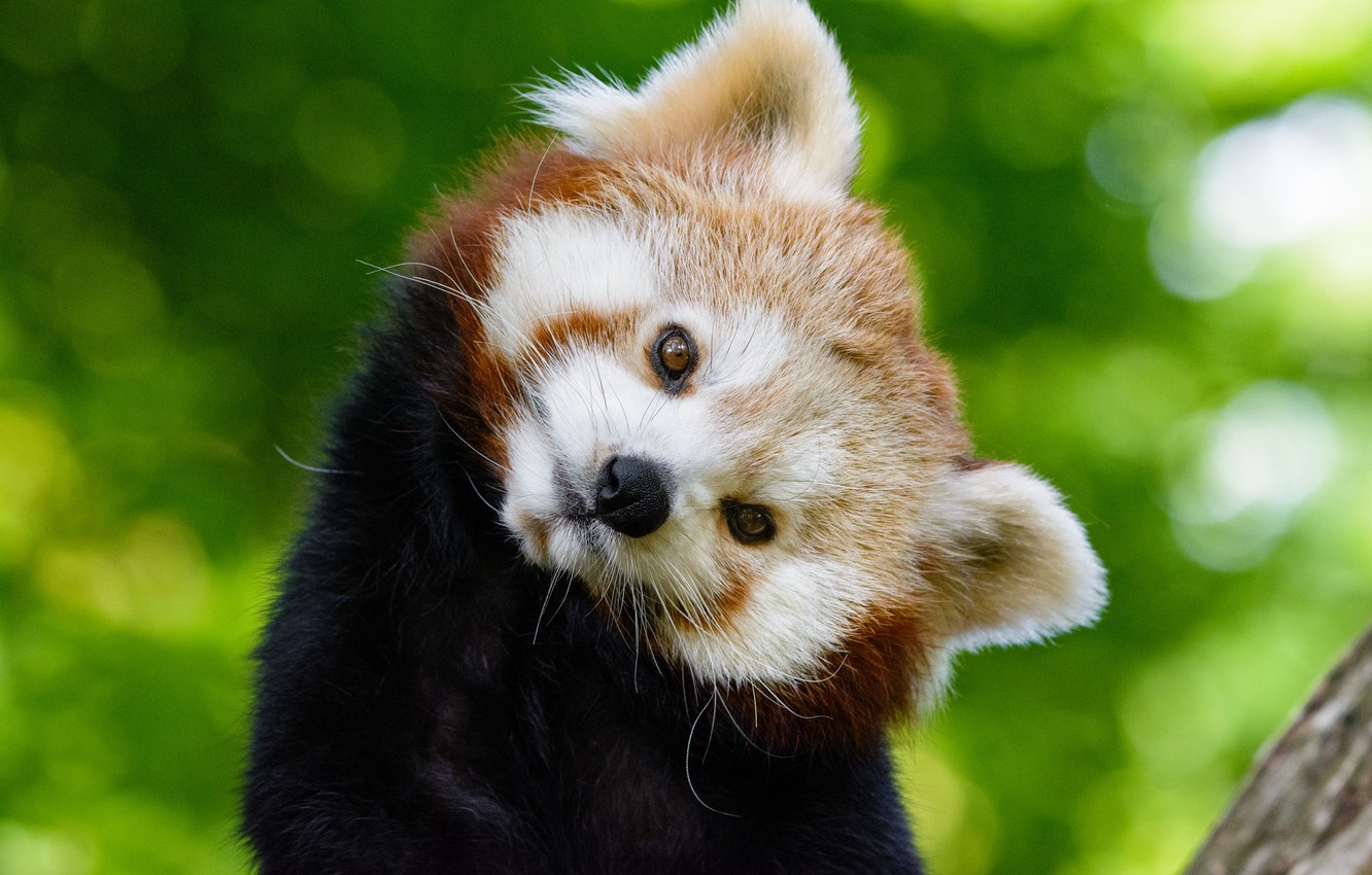 Cute Baby Red Pandas Wallpapers