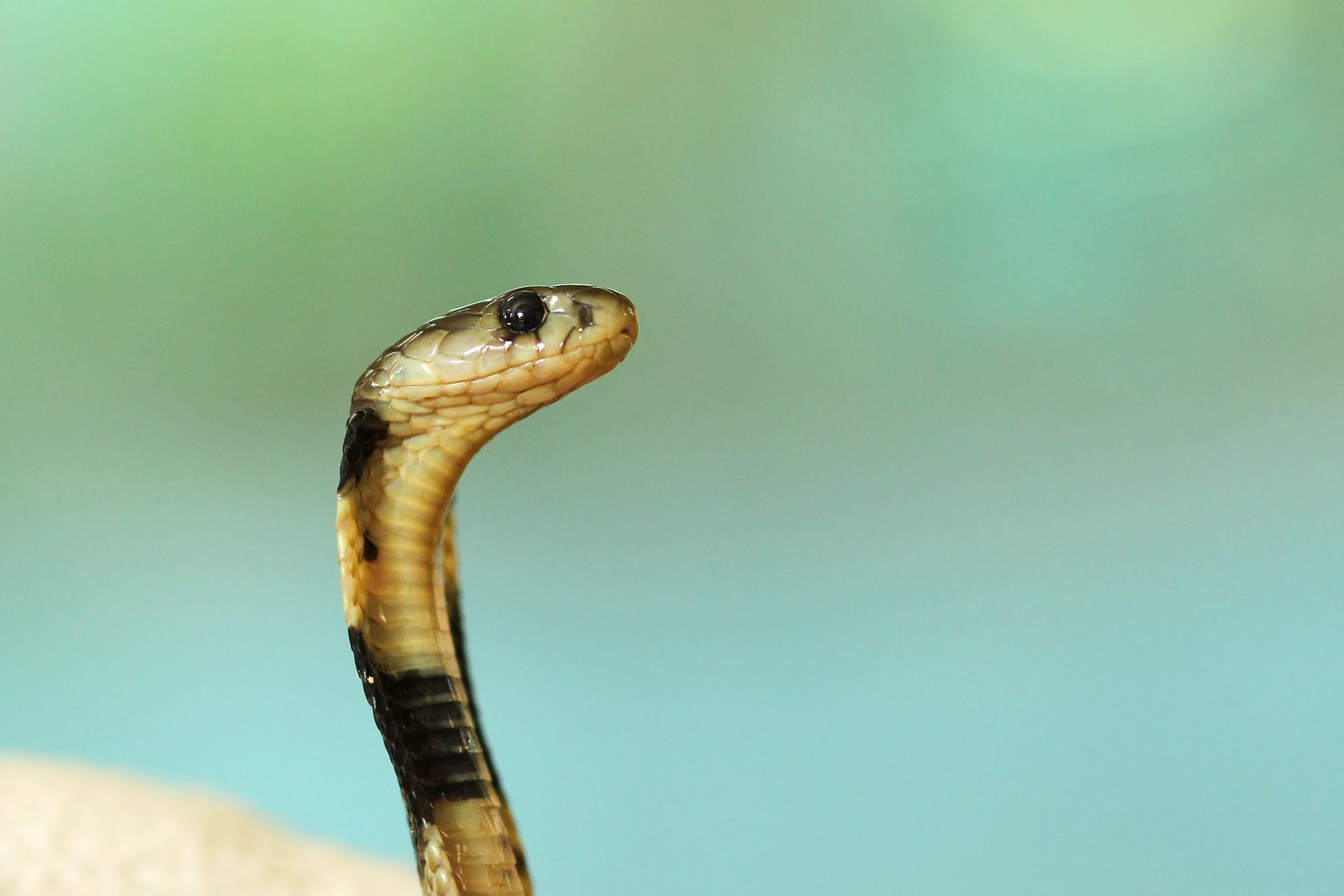 Cute Baby Snake Wallpapers