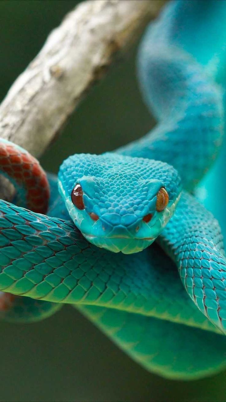 Cute Baby Snake Wallpapers