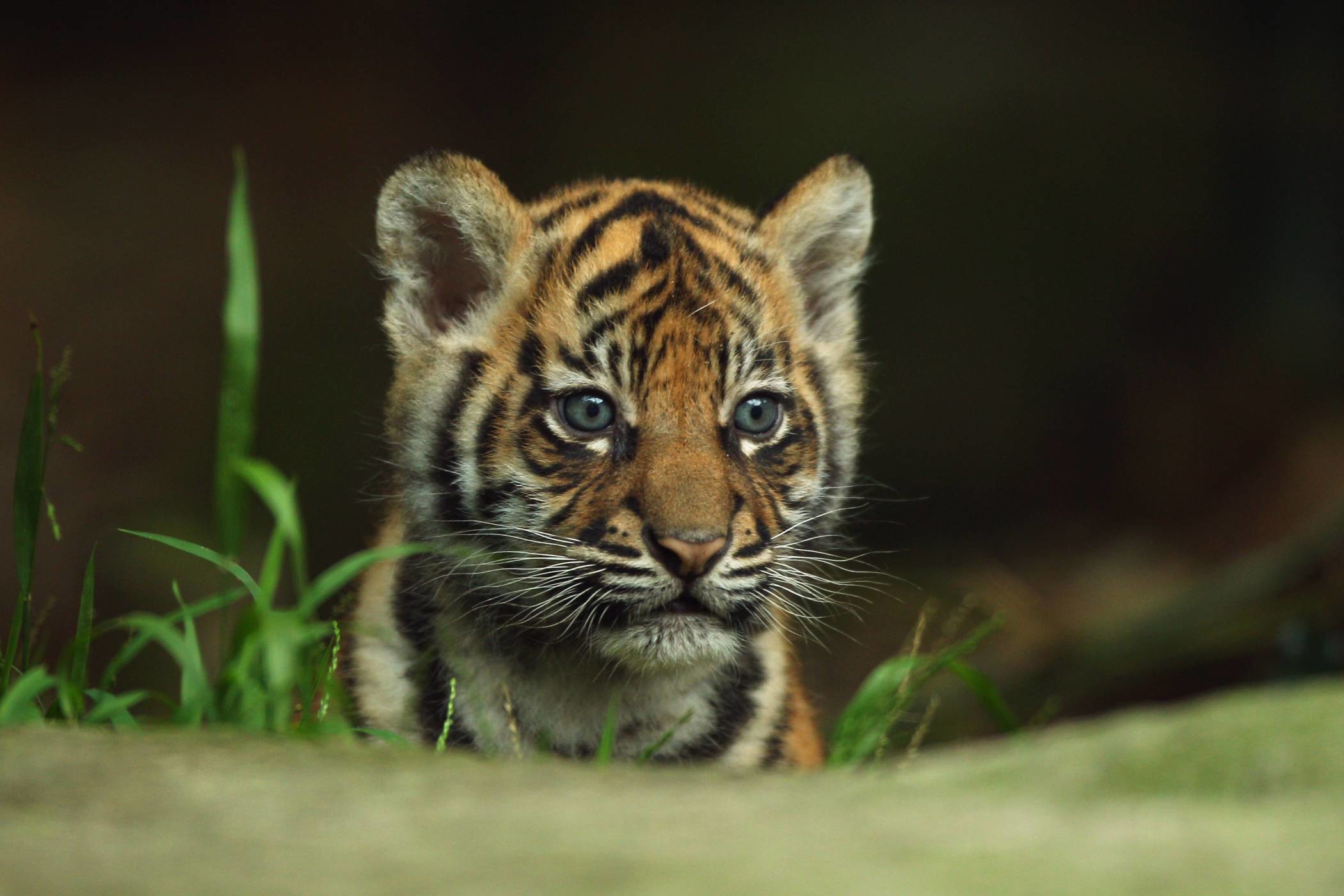 Cute Baby Tiger Wallpapers