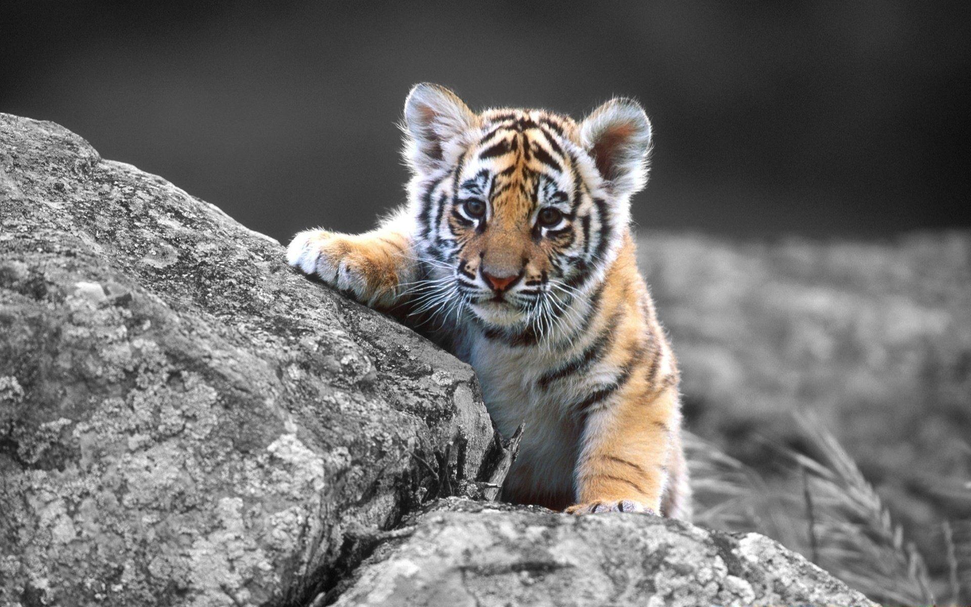 Cute Baby TigersWallpapers