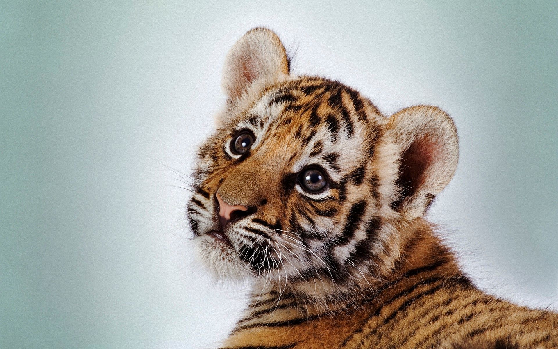 Cute Baby TigersWallpapers