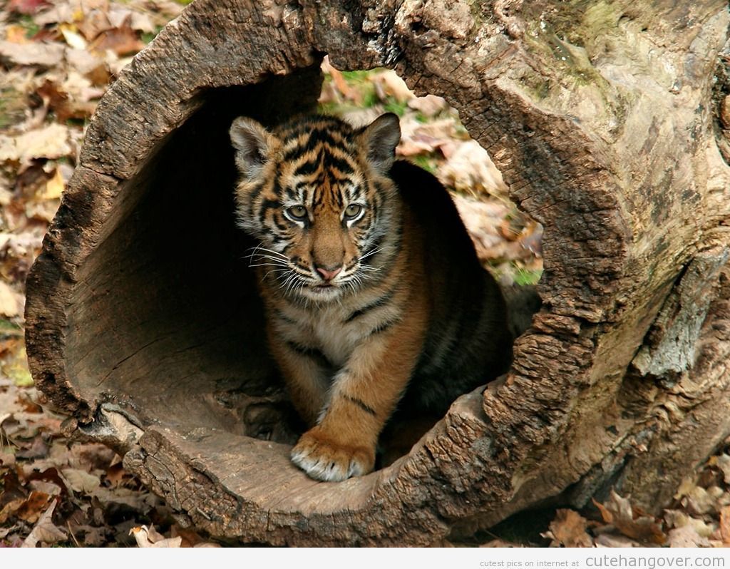 Cute Baby TigersWallpapers