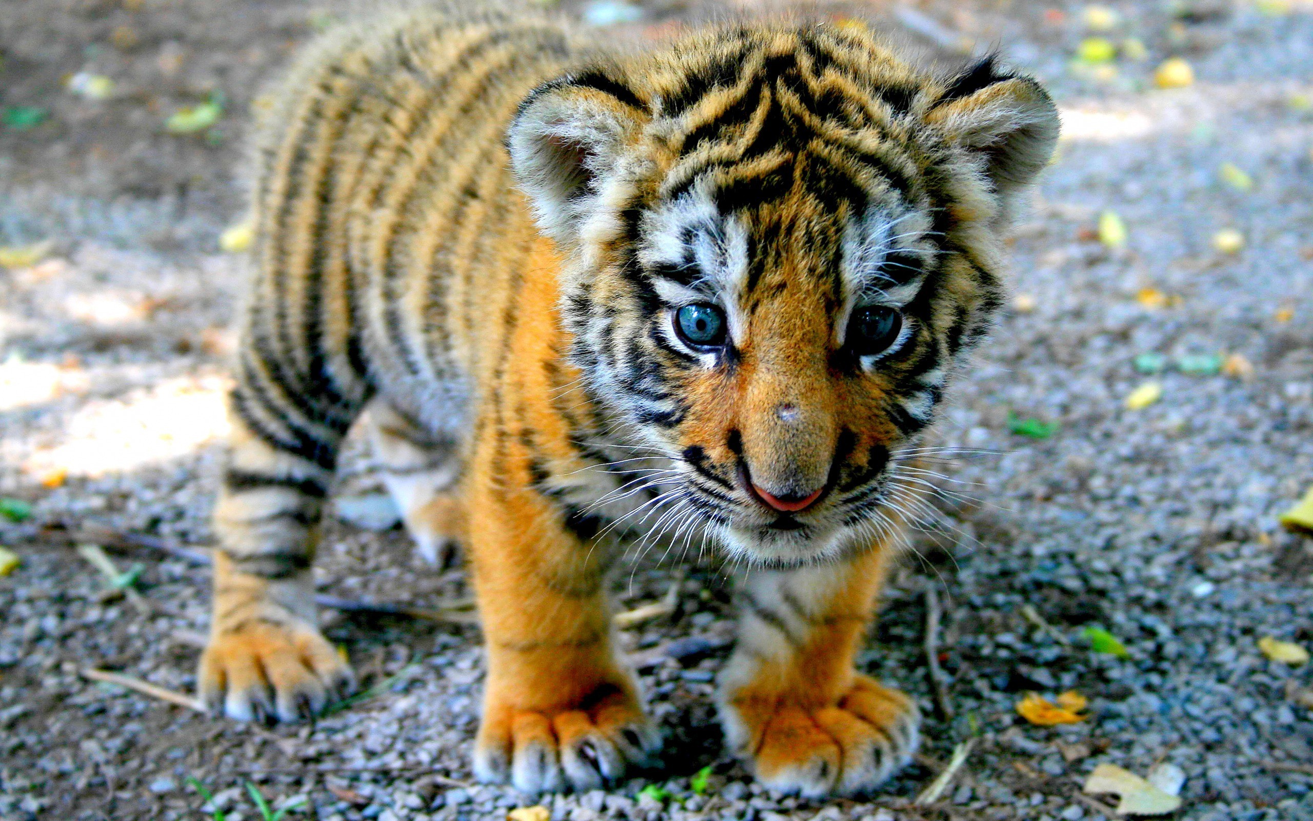 Cute Baby TigersWallpapers